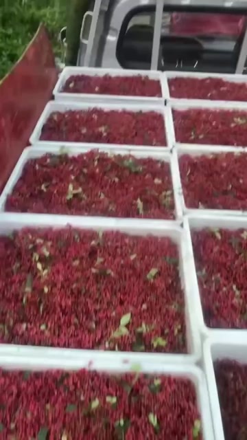 汉源花椒 色香味俱全 麻味重
