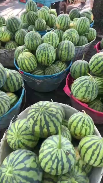 绍兴美都西瓜