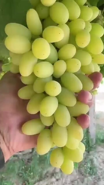 吐鲁番新疆吐鲁番甜蜜/白，红，黑葡萄，一条龙服务，发货全国