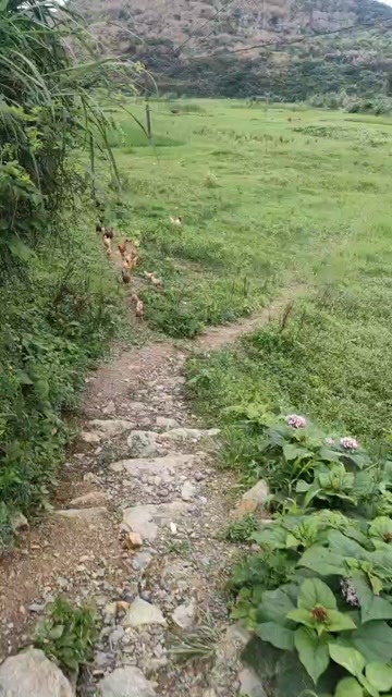全州县纯土鸡五谷杂粮
