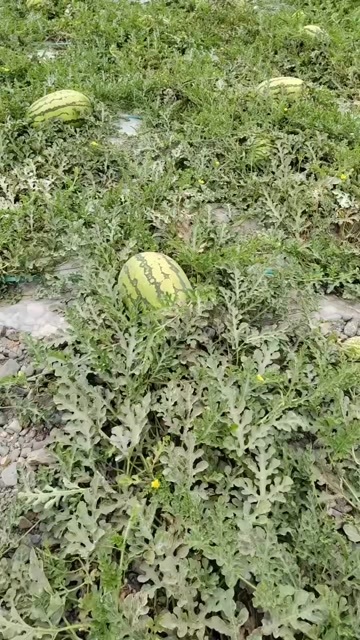 靖远县甘肃硒砂瓜大量上市