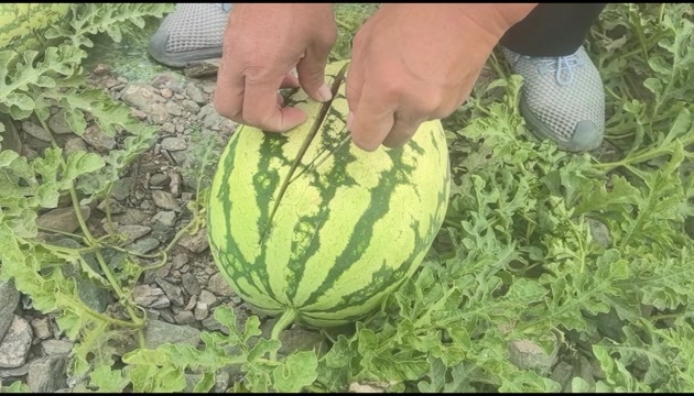 中卫石头瓜硒砂瓜1-5-6-5-6-0-2-8-6-8-8