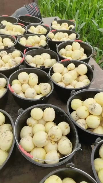 扶余市甜瓜