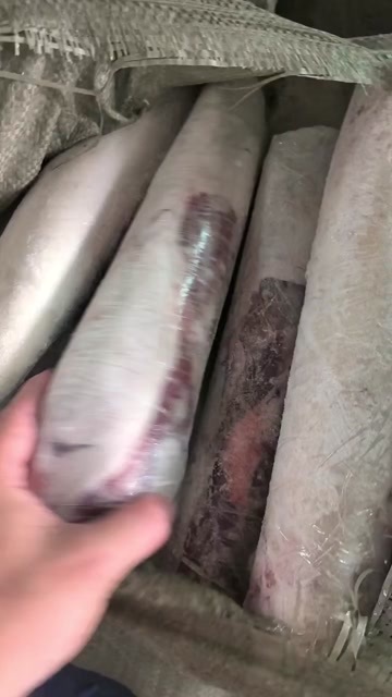 汕头精修牛舌！
