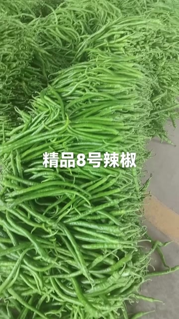 八号线 精品货 需要联系  专业辣椒代办