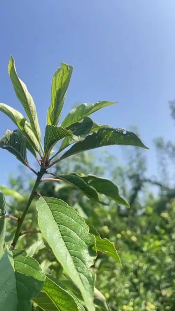 大荔县青脆  李子