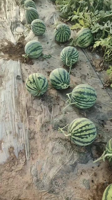 蔚县河北张家口蔚县无籽麒麟西瓜 新鲜水果瓜果类