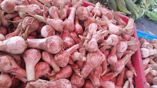 长春白皮蒜