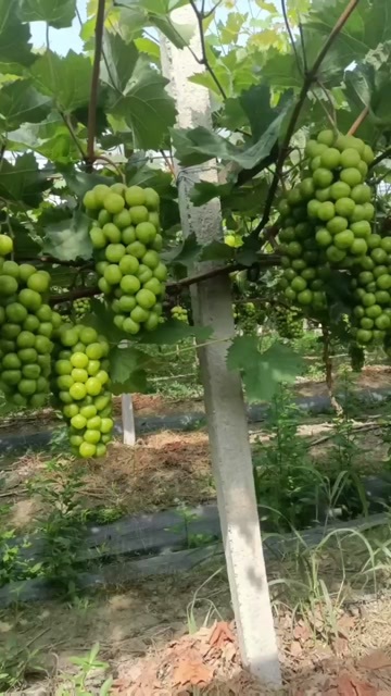 海盐县阳光玫瑰葡萄，口感，脆香甜，有玫瑰香味。