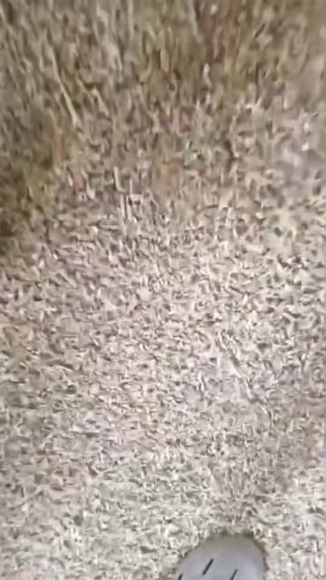 郓城县精品麦漏