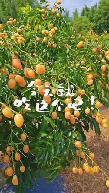 英德市家里老人种的黄皮