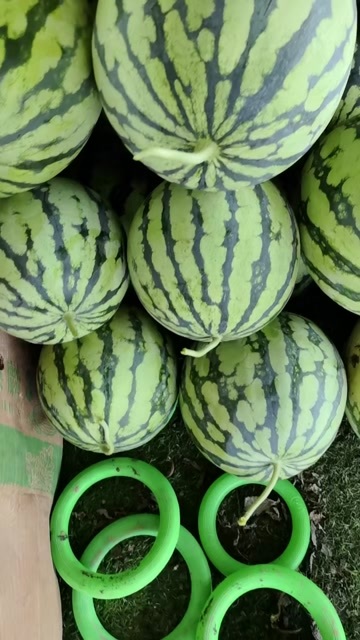 绍兴冰糖心西瓜