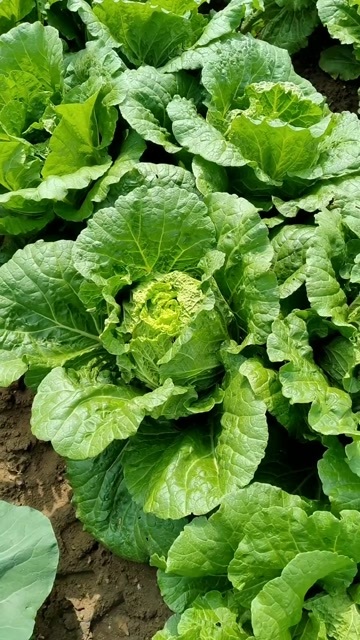 沽源县黄心大白菜