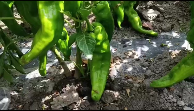 螺丝椒