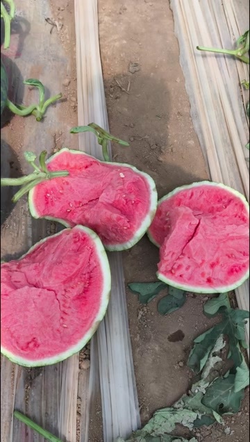 正宁县头茬无籽麒麟美都