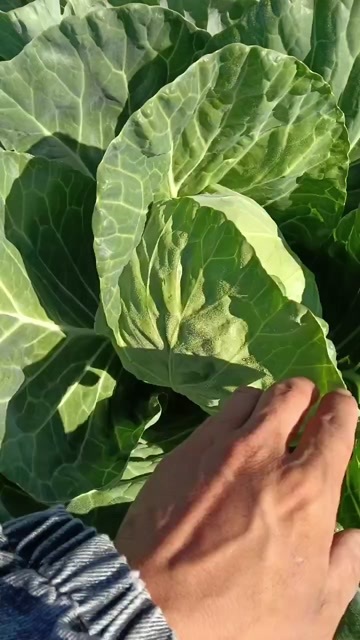 围场县土豆  白菜   甘蓝