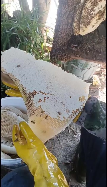 抚州农家土蜂蜜