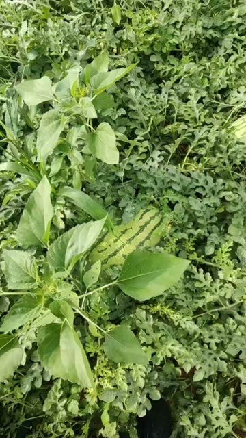 靖边县大量沙地西瓜