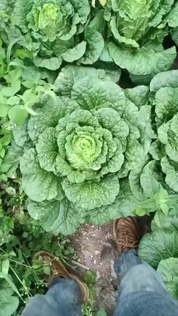 威宁县白菜