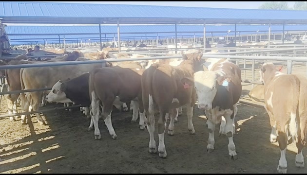 林西县草地牛小公牛