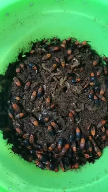 遂宁竹笋虫甲壳虫椰子肉肉虫种子