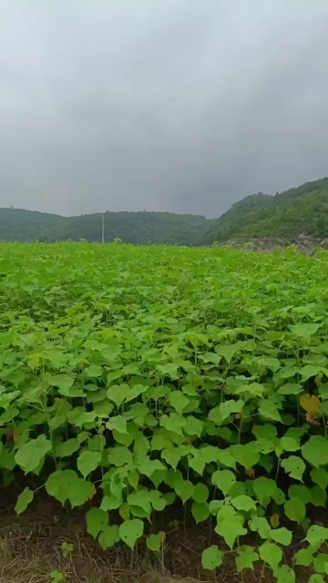 南阳淅川冬葵子出售5吨货