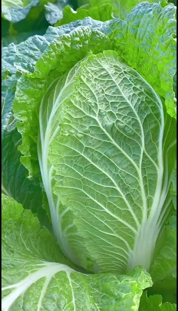 高山黄心大白菜新鲜蔬菜叶菜类优质白菜供应~还有毛白菜哦