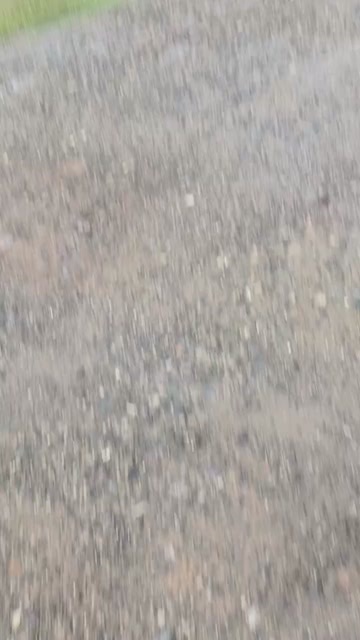 丹江口市苘麻子