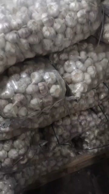江门江苏邳州大蒜