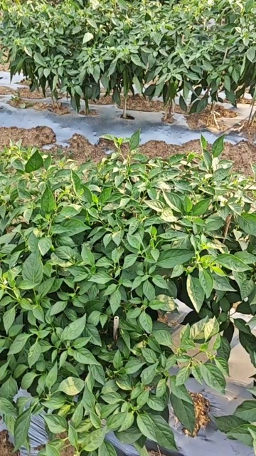 长子县青皮辣椒