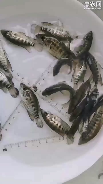 广州脆肉罗非海南罗非新鲜淡水养殖福寿鱼包邮渔场直发海南一号