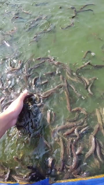 沭阳县泥鳅苗