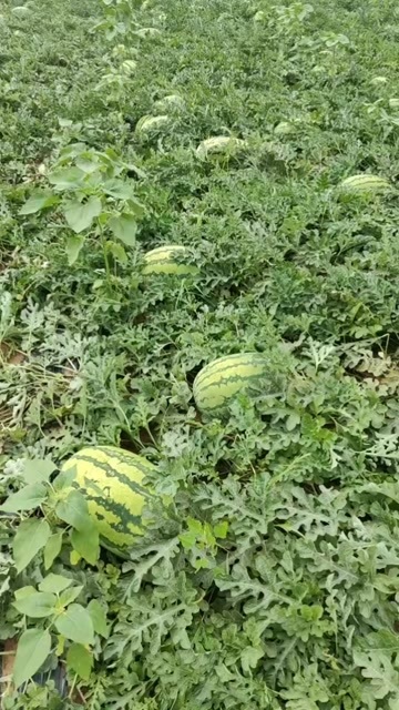 靖边县大量沙地西瓜