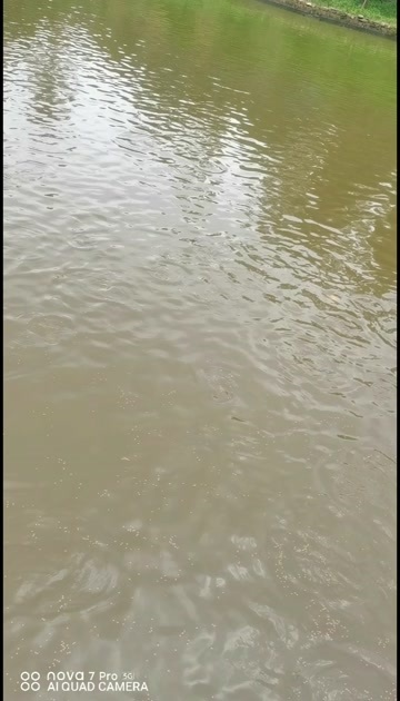 乐山农家自养理鱼