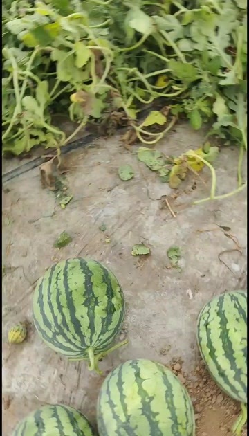 大同美都西瓜