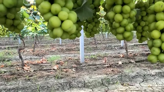 潜江市阳光玫瑰