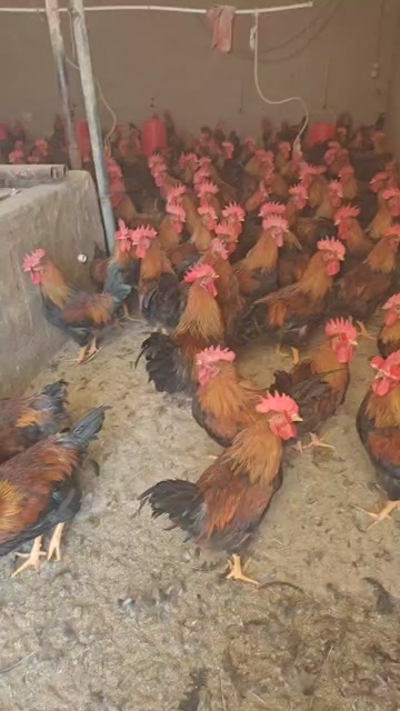 同心县图1为麻6成年公鸡。四斤半左右，会飞的鸡