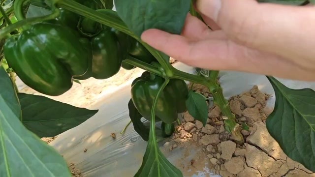 赤峰内蒙古赤峰圆椒 新鲜辣椒 茄果类蔬菜 直供产地