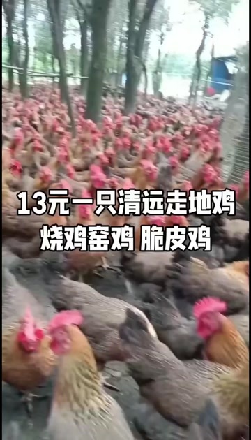 英德市正宗清远走地鸡，一只也是批发价，欢迎各位老板咨询