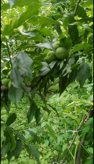 茂县四川茂县青脆李 新鲜水果核果仁果类 李子批发