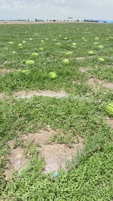 中宁县宁夏石头瓜，平均二十五斤，糖度13+
