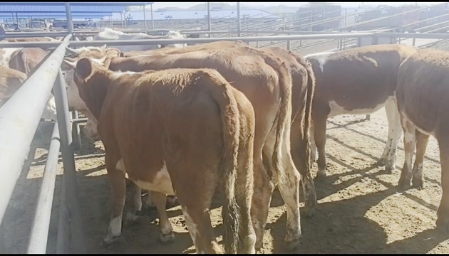林西县草地小母牛条子价格合理，可以入手