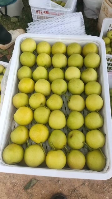 泸西县丁香梨