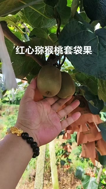 蒲江县四川蒲江红阳猕猴桃 新鲜水果浆果类 产地直供