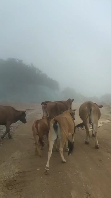 灵山县壹号土牛