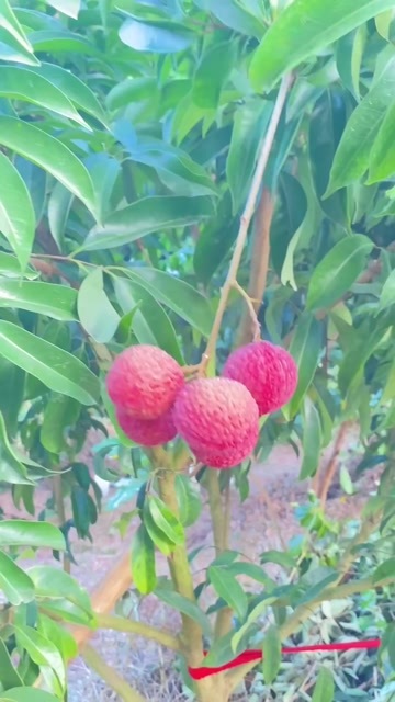 福建玉荷包荔枝一手货源产地直发对接一件代发电商各平台