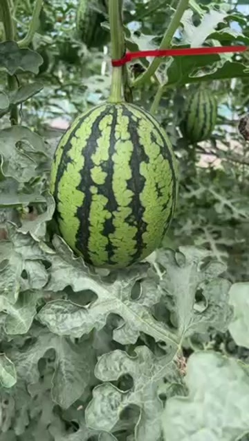 隆化县河北承德隆化无籽西瓜 新鲜水果瓜果类 农产品直供