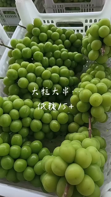 阳光玫瑰