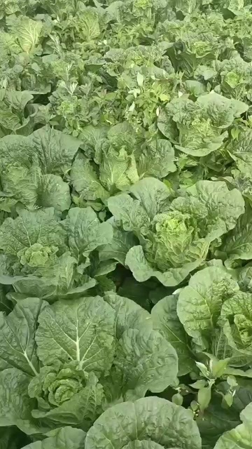 泸西县白菜