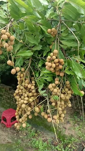 当季龙眼